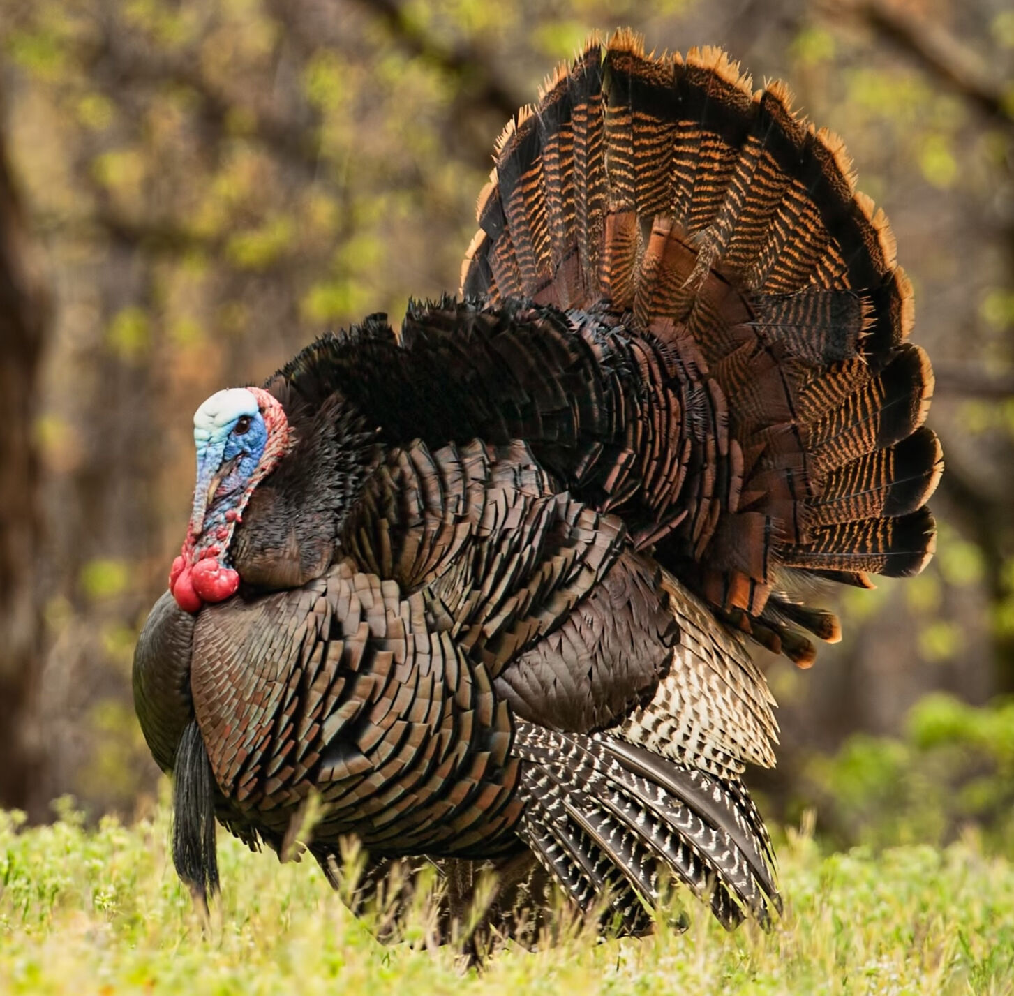 2023 turkey hunting season